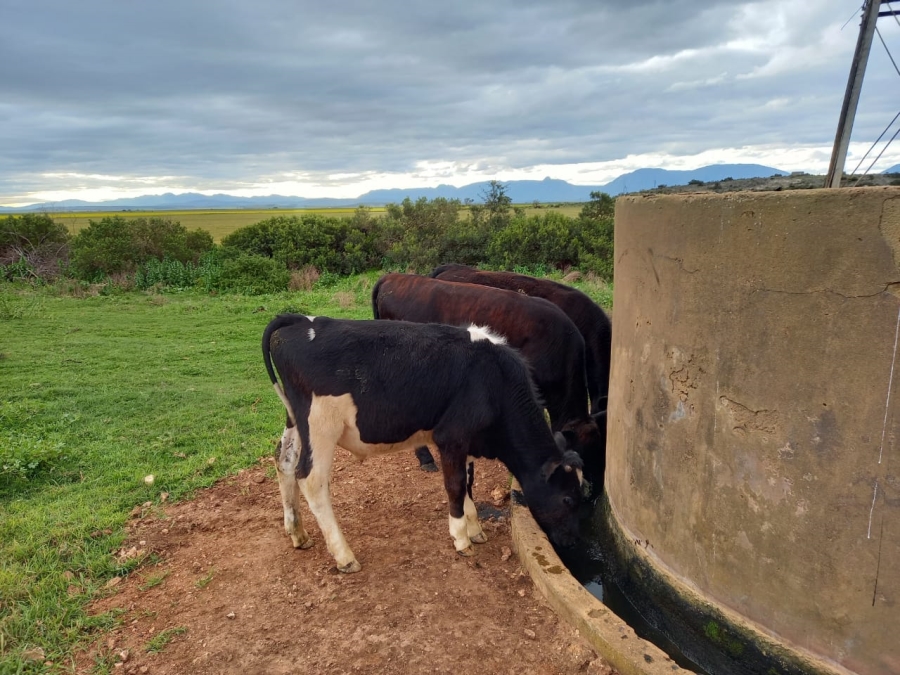  Bedroom Property for Sale in Riversdale Rural Western Cape